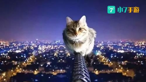 俗话说猫有九条命是真的吗